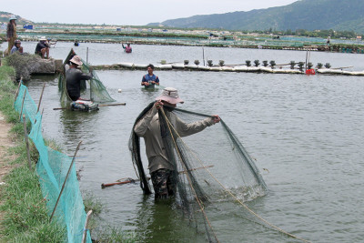 Phát triển nghề nuôi tôm nước lợ bền vững